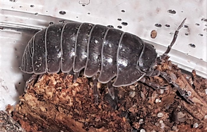 Roly-Poly Isopod