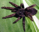 Malaysian Purple Femur