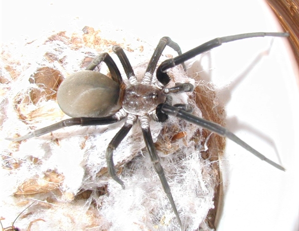 Southern House Spider