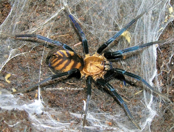 Tiger Funnel Web Spider