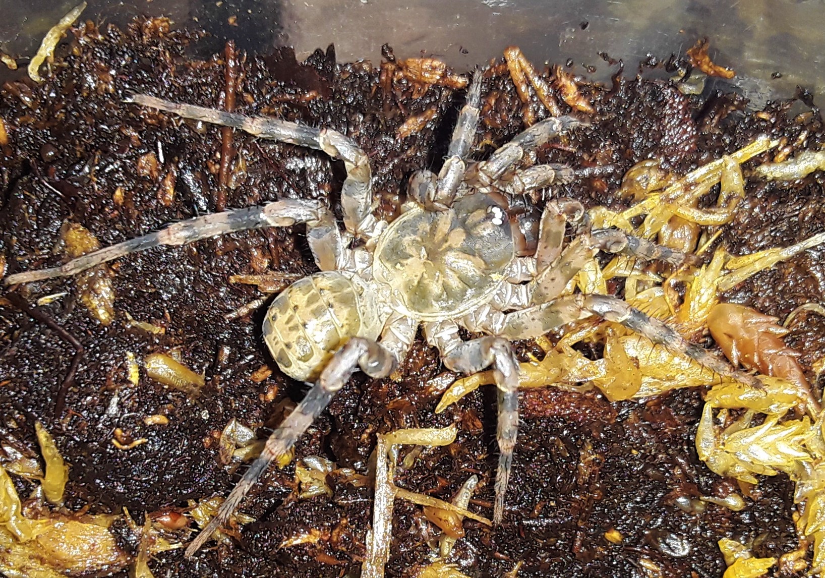 Thailand Basil Trapdoor Spider
