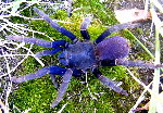 Malaysian Blue Femur