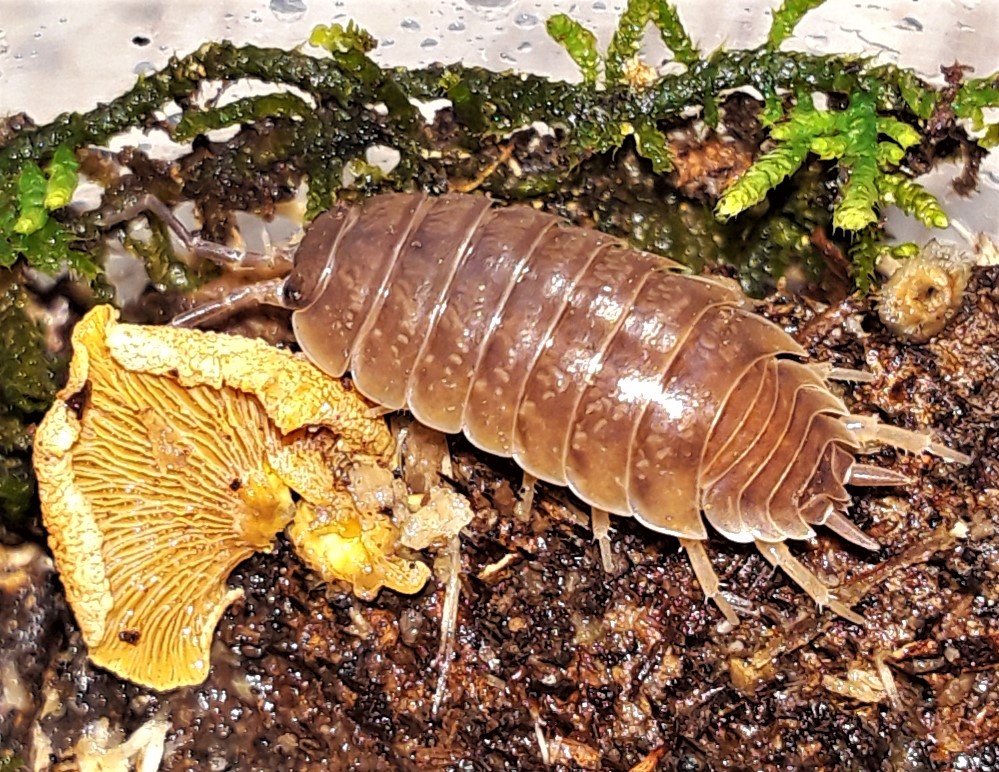 Roly-Poly Isopod