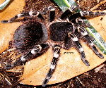 Brazilian White Banded