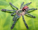 Amazon Sapphire Pinktoe