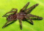 Borneo Black
