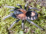 Trinidad Dwarf Tigerump