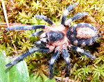 Peruvian Black & White Dwarf
