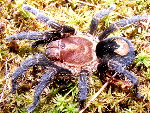 Peruvian Orange and Black Dwarf