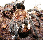 Peruvian Orange and Black Dwarf