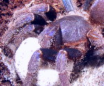Malaysian Blue Femur