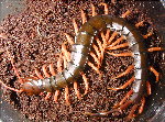 Chinese Giant Orangeleg Centipede