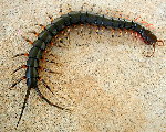 Chinese Giant Tigerleg Centipede