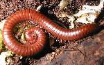 Reddish Brown Desert Millipede