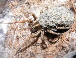 Carolina Wolf Spider