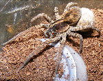Carolina Wolf Spider