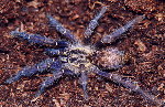 Gabonese Blue & Gold Dwarf