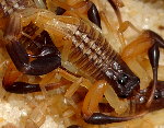Scorpions