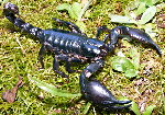 Scorpions