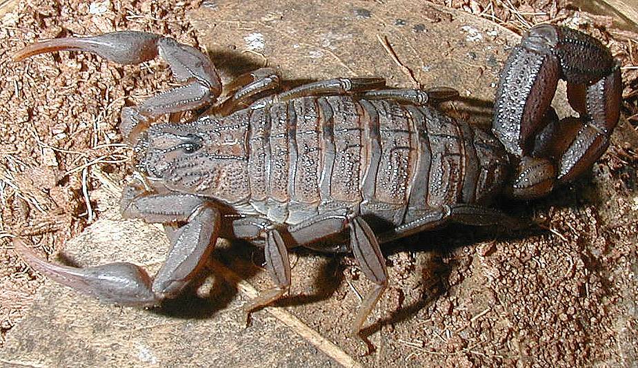 Scorpions