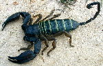Scorpions