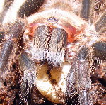 Peruvian Blueleg