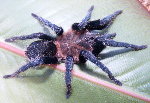 Peruvian Blueleg