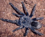 Homoeomma sp.blue