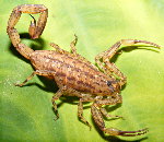 Scorpions
