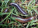 Ivory Millipede