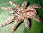Ribbed Treespider