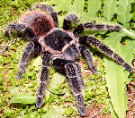 Bahia Scarlet