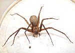 Brown Recluse