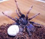 Malaysian Blue Femur