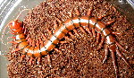 Malaysian Cherry Red Centipede