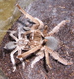 Nebo Desert Tarantula