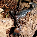 Scorpions
