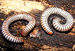 Puerto Rican White Millipede