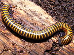 Puerto Rican Yellow & Black Millipede