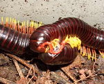 Philippine Flame Leg Millipede