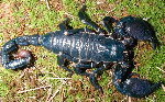 Scorpions