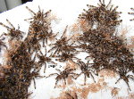 Fringed Ornamental