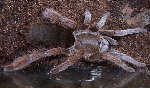 Australian Featherleg