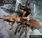 Foxy Whistling Spider