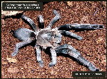 Thick-foot Whistling Spider