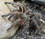 North Queensland Desert Tarantula