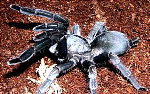 Black Desert Tarantula