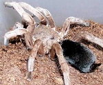 Woodstock Desert Tarantula
