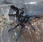 Sulawesi Black