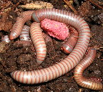 Thailand Rainbow Millipede